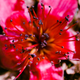 Macro shot of a fallen Bombax flower.